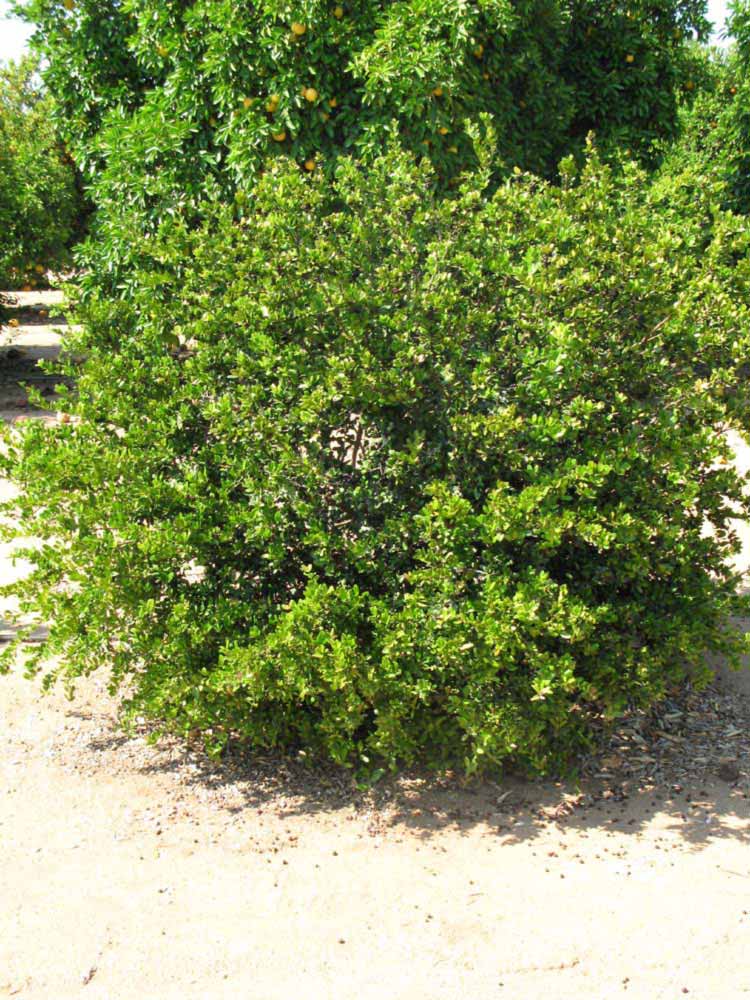               Habit (Riverside, CA)       